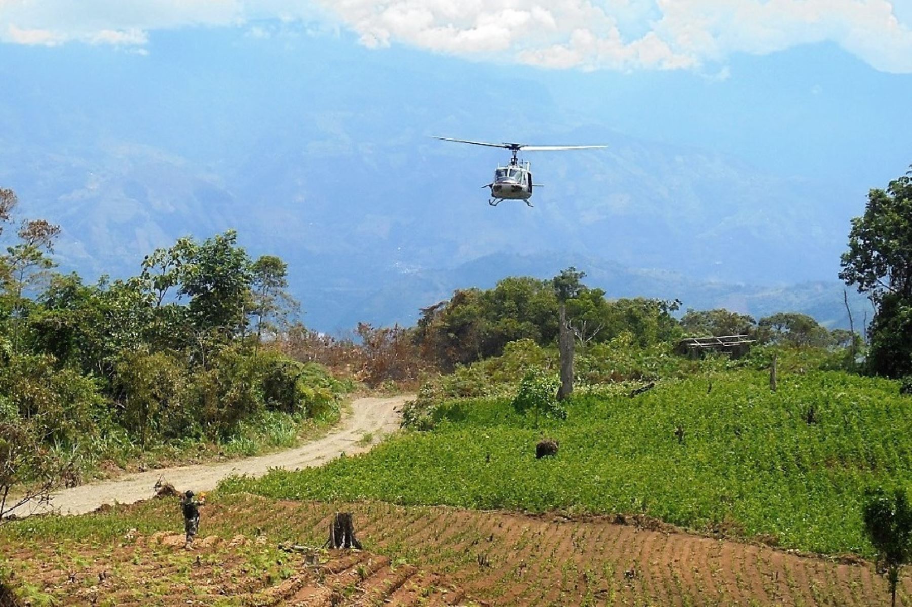 Peru: Over 5,600 ha of coca crops eradicated so far in 2023