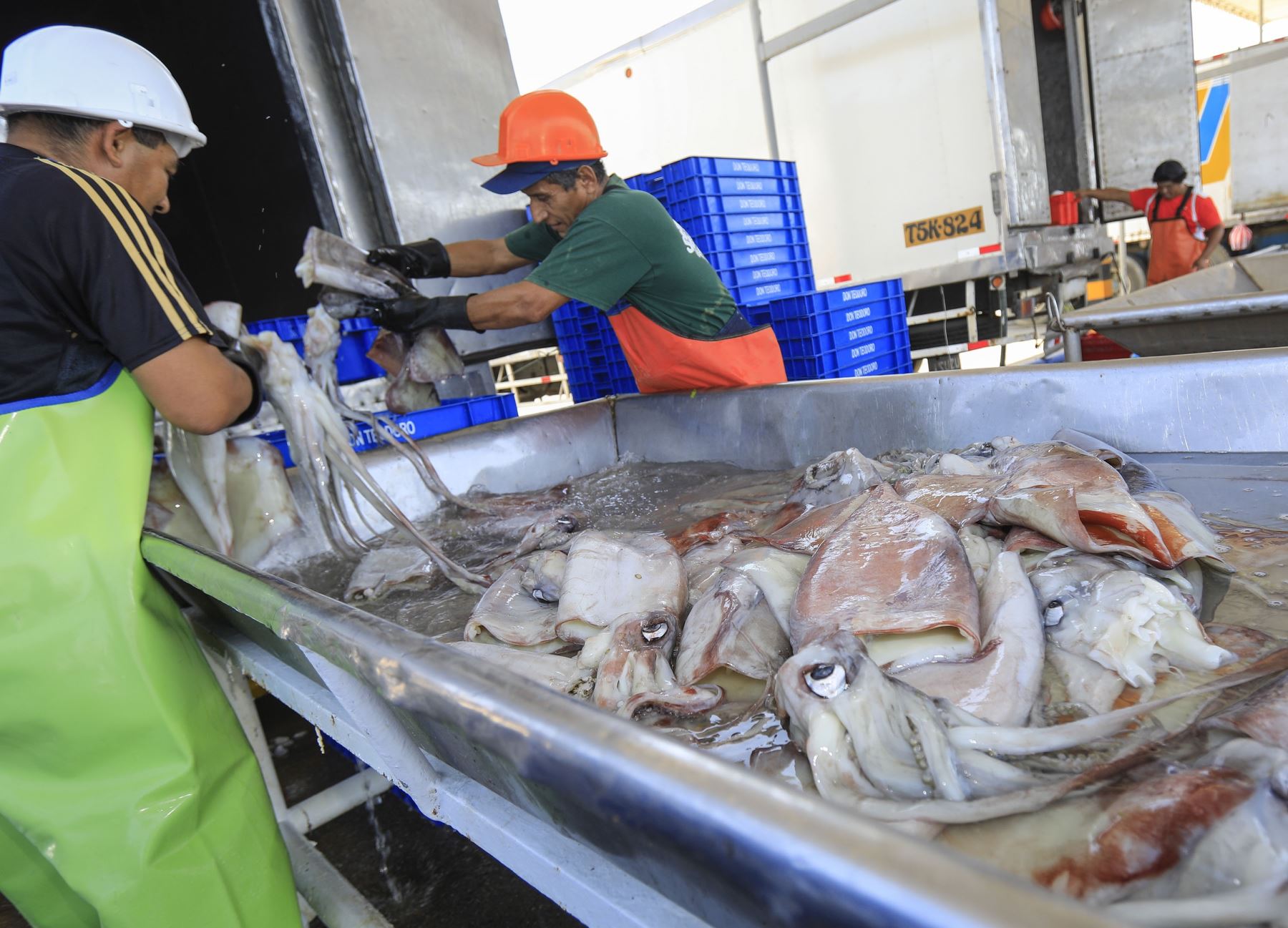 South Korea, Japan among main importers of Peruvian giant squid