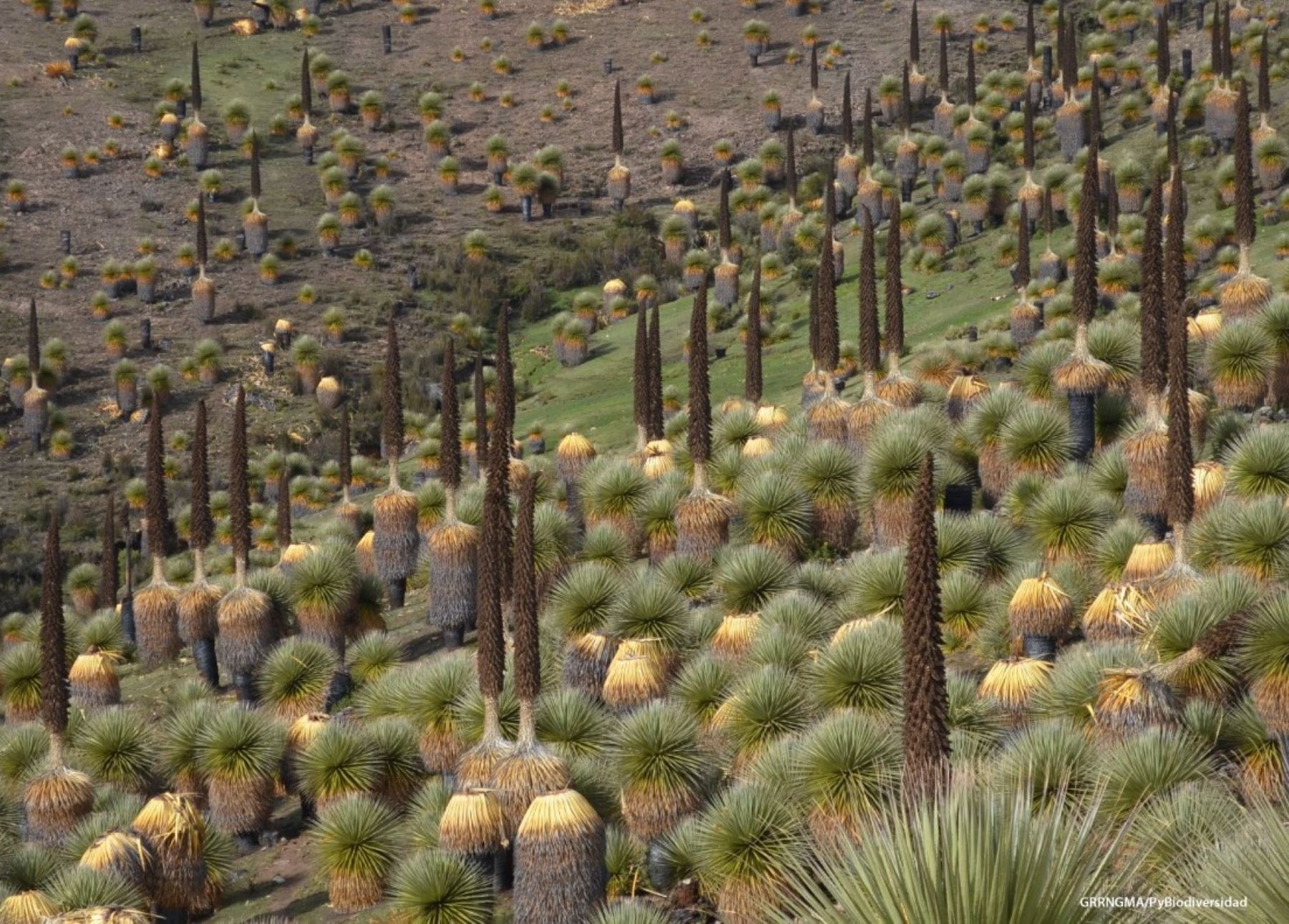 Peru’s Bicentenario designated as new UNESCO’s biosphere reserve