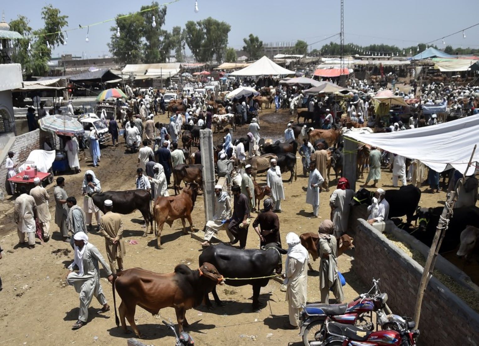 Livestock Markets In Pakistan See Flurry Of Activity Ahead Of Eid Al-Adha Festival