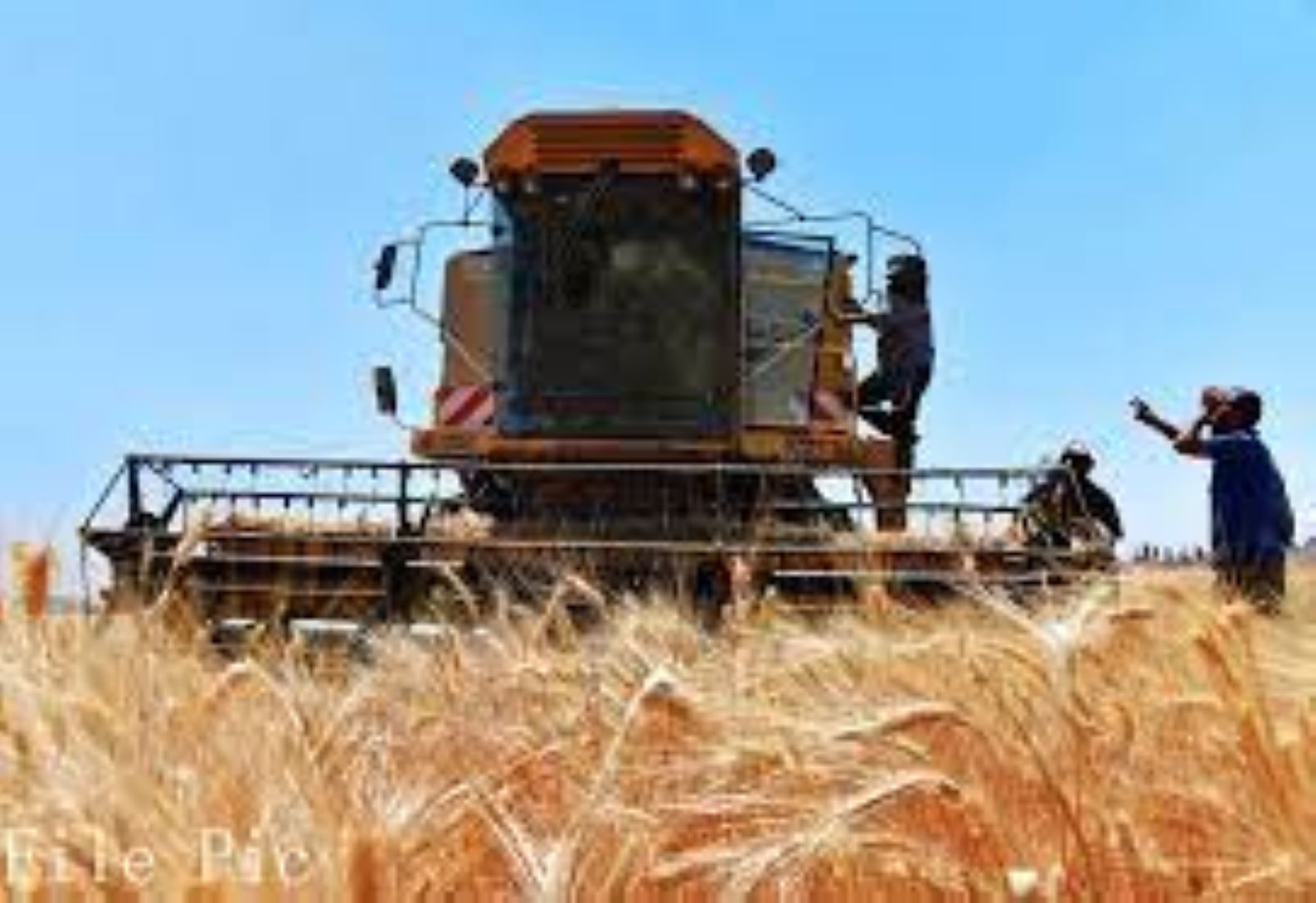 Syria’s Wheat Yield Expected To Reach One Million Tonnes This Year: PM