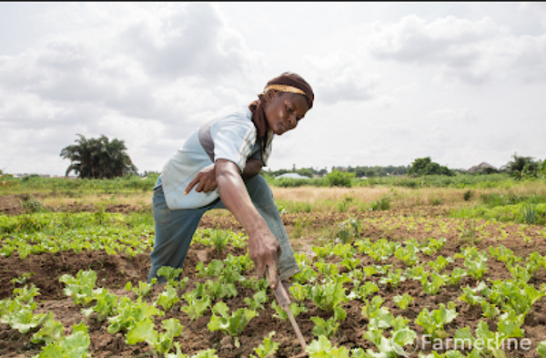 US gov’t supports Ghanaian farmers with US$7m