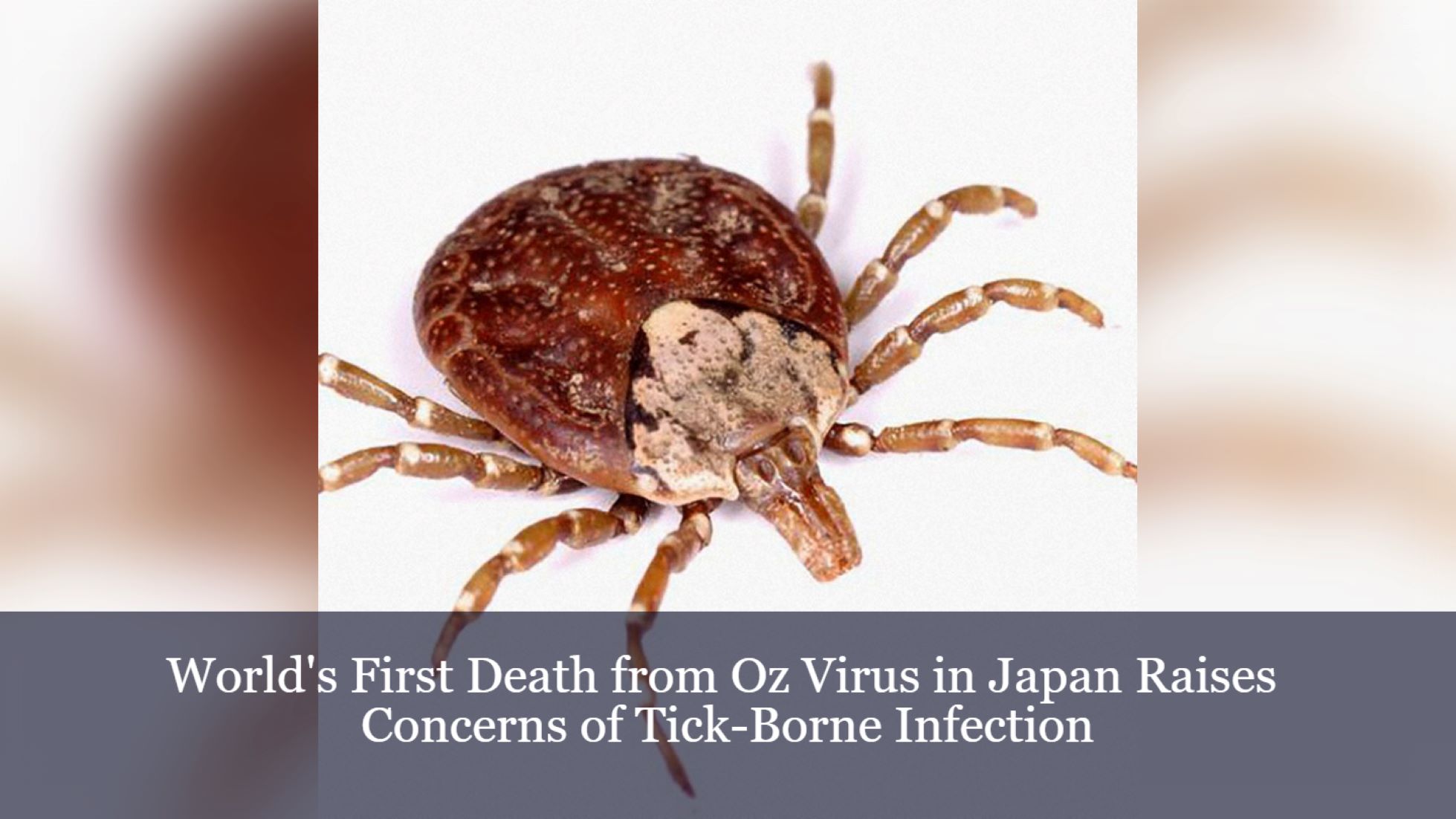 Japan Reports World’s First Fatal Case Of Tick-Borne Oz Virus