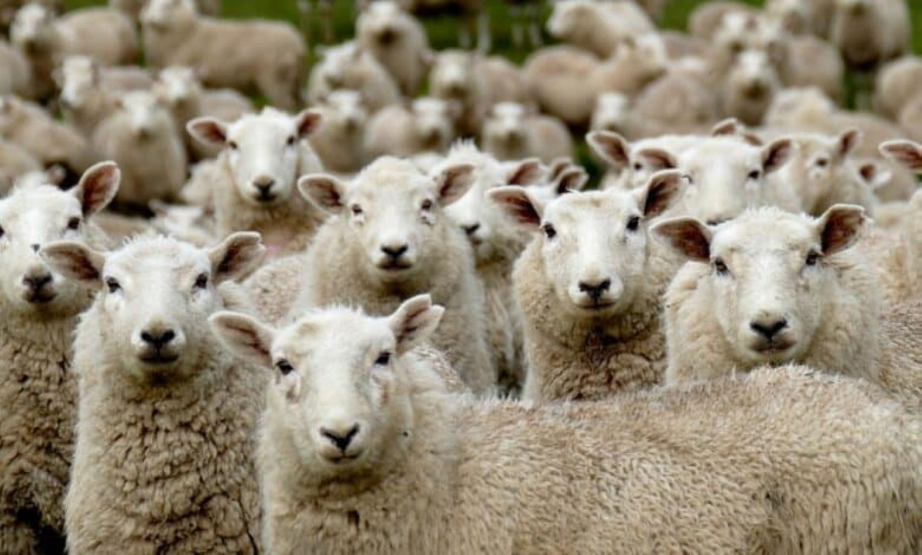 Jordan’s Sheep Exports To Saudi Arabia Resumed