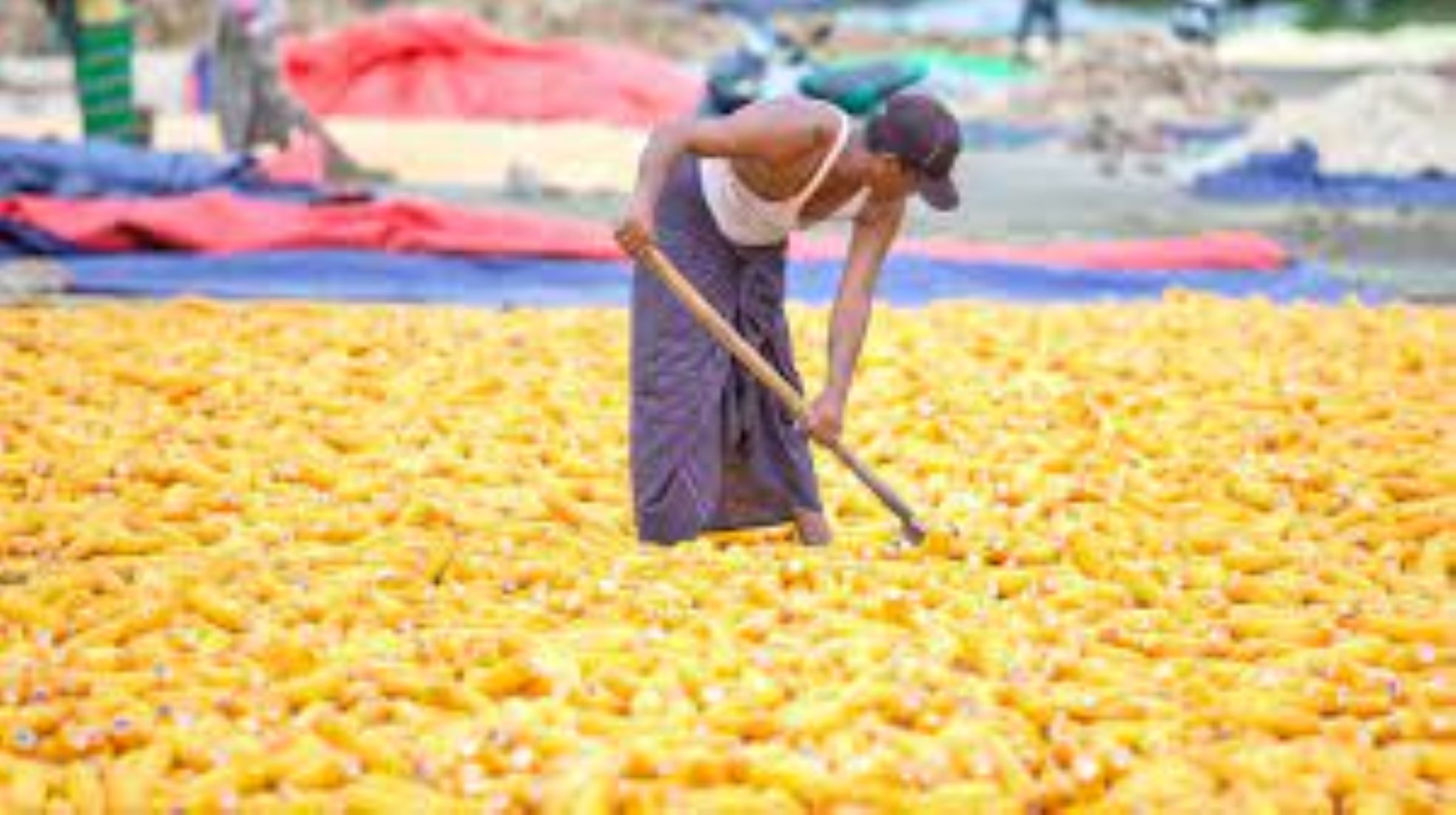 Myanmar Exports Nearly 1.7 Million Tonnes Of Corn In Nine Months