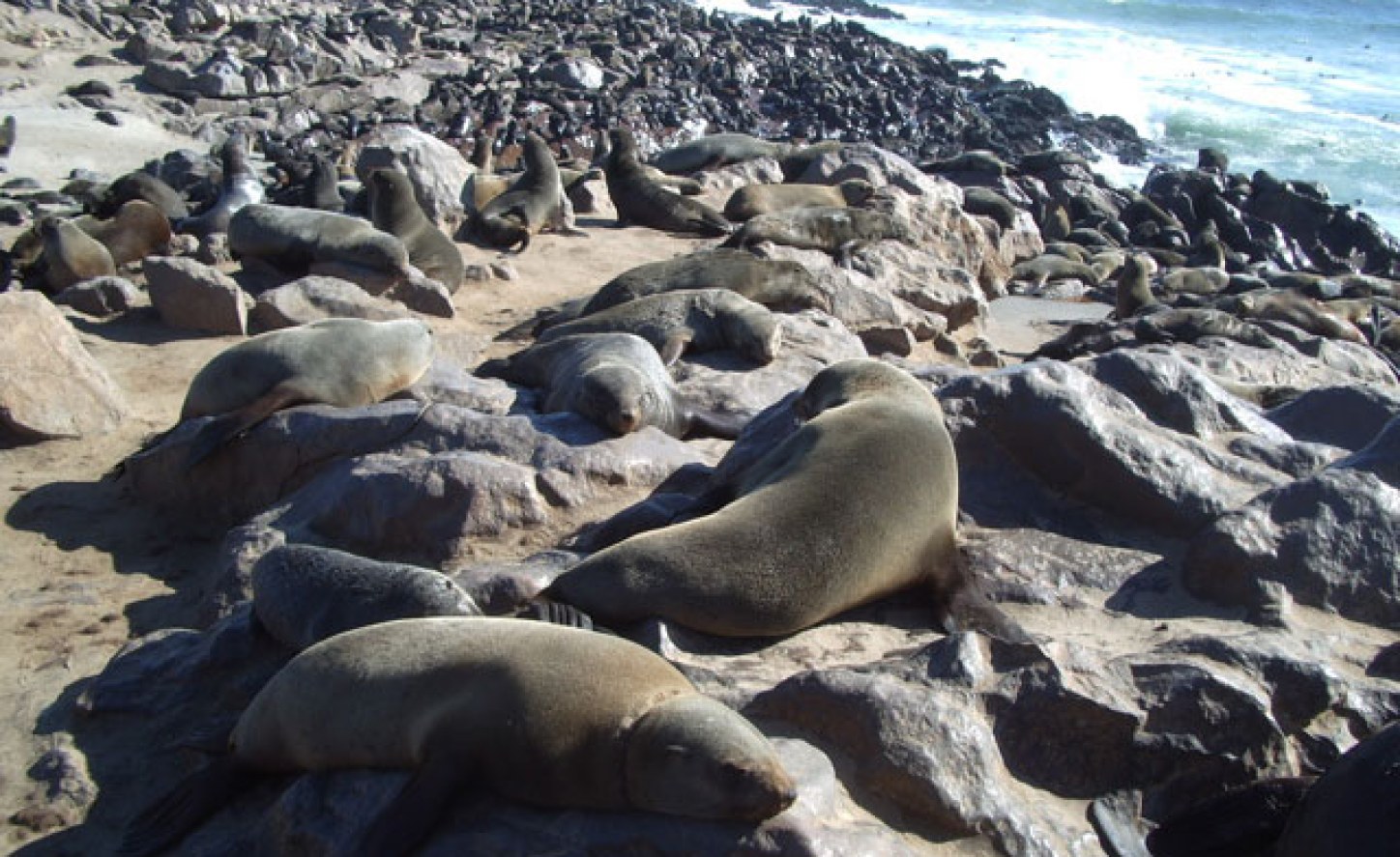 Namibian government approves culling 86,000 seals