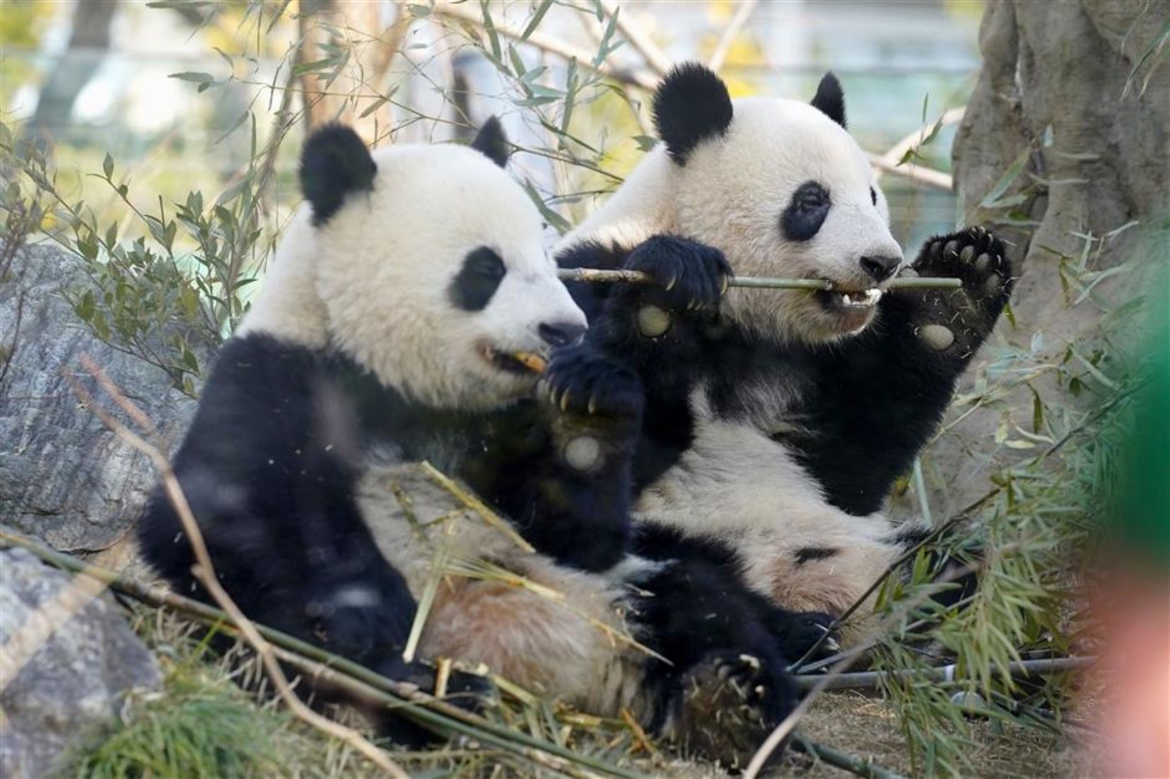 Giant Panda Twins Celebrated Second Birthday In Tokyo