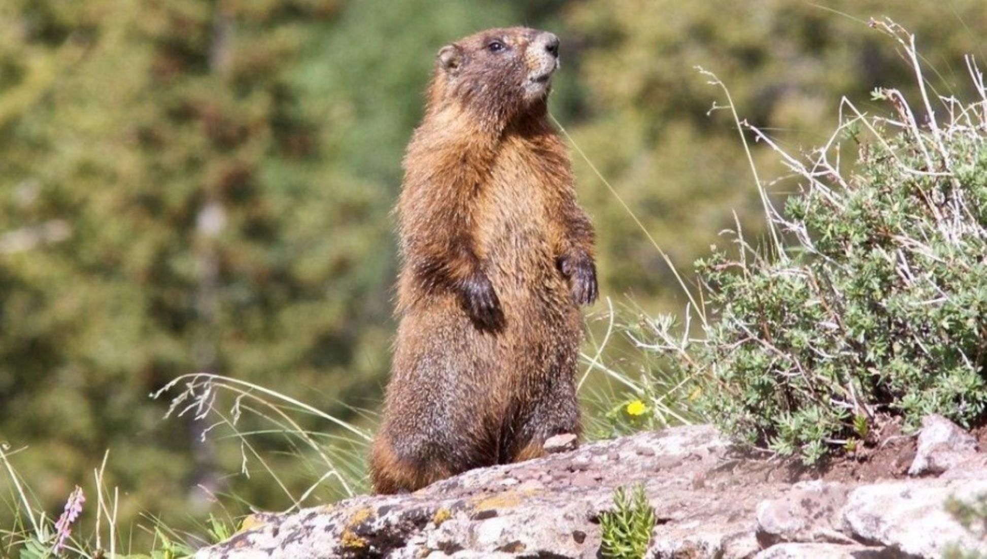 Quarantine Imposed For Suspected Bubonic Plague Case In West Mongolia