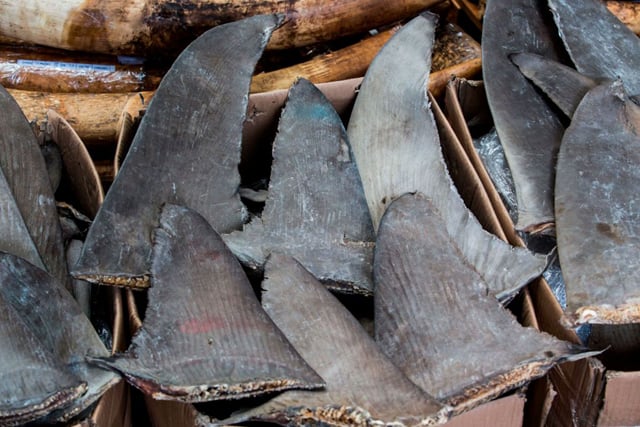 Brazil seizes massive shark fin haul, bound for Asia