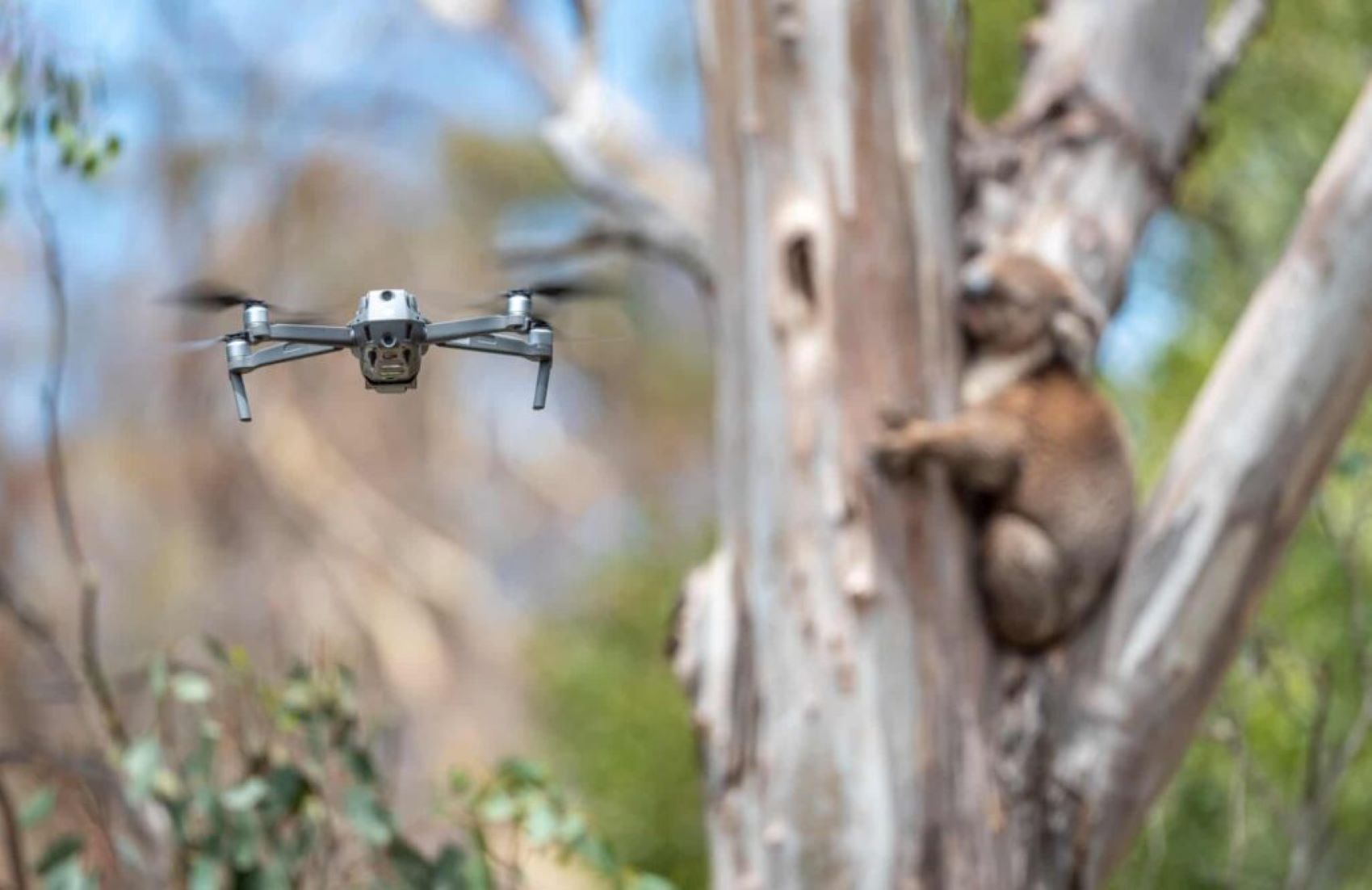 Australia’s Koalas Vigilant By Researchers’ Drones: Study