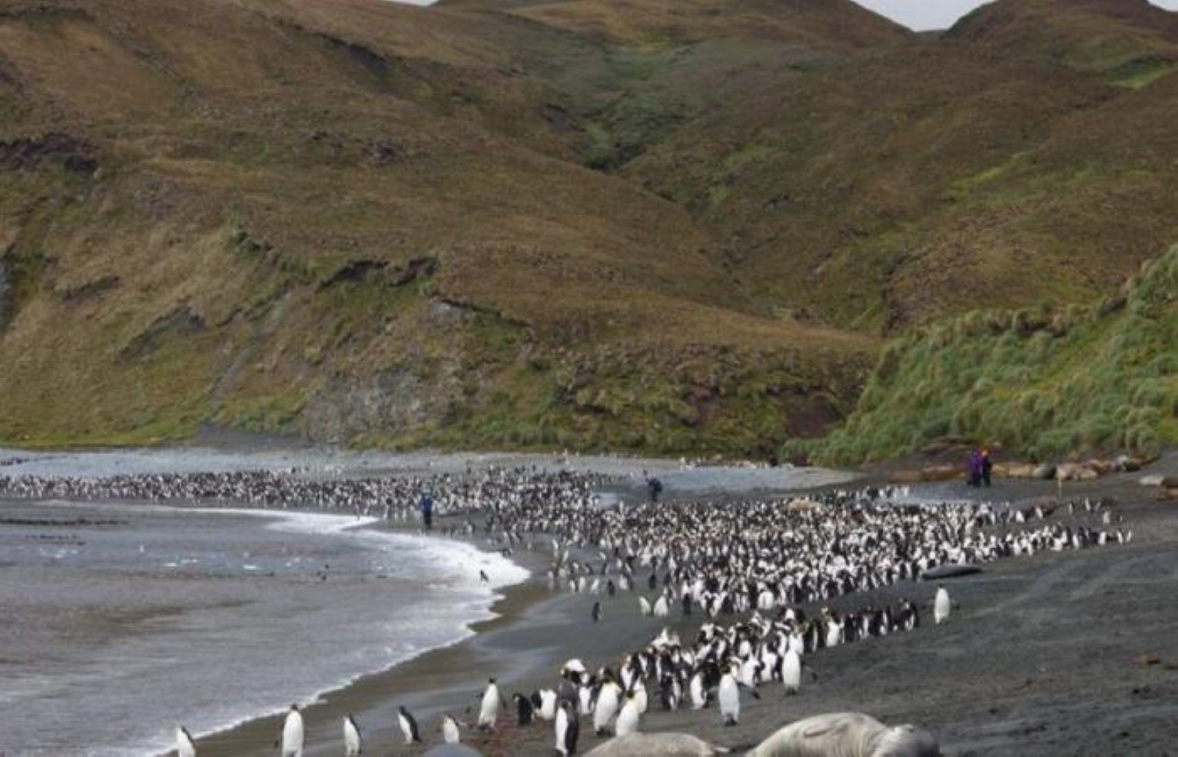 Australia Decides To Triple Size Of Macquarie Island Marine Park For Ocean Protection