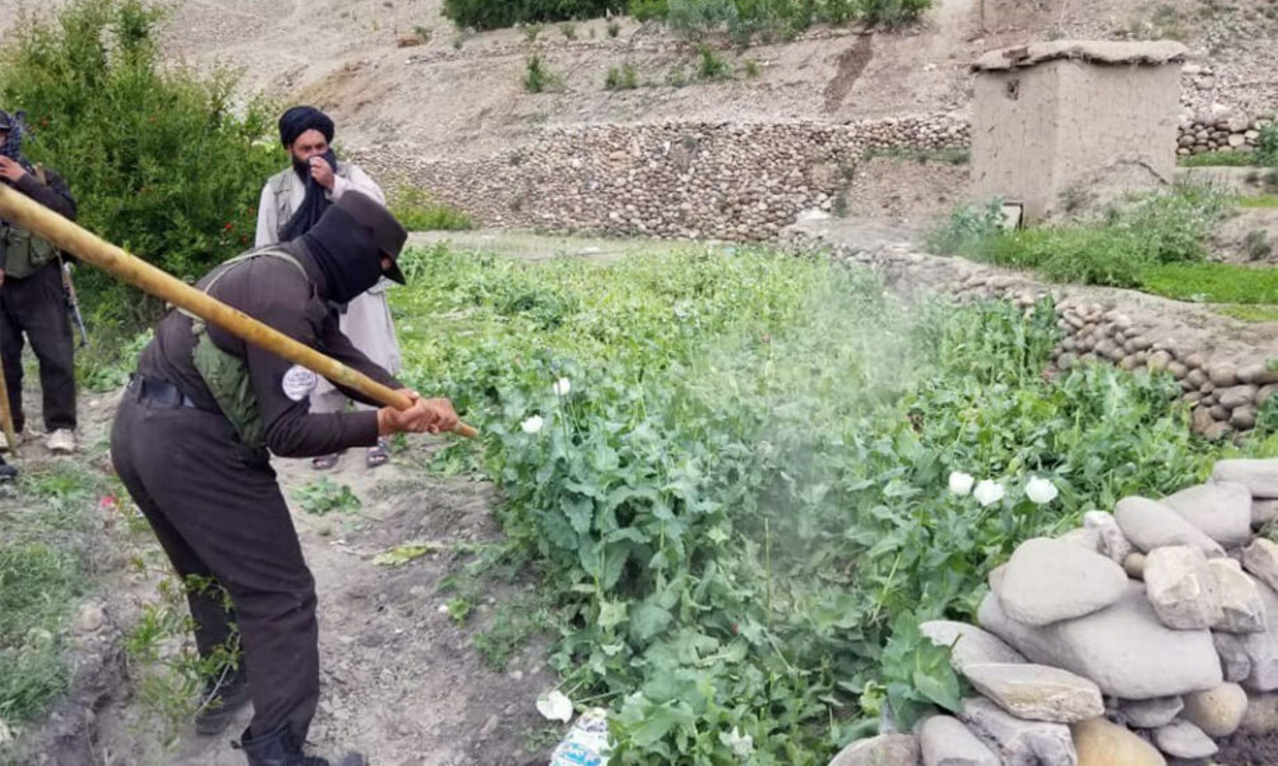 Afghan Police Destroyed 80 Acres Of Poppy Farms In Jawzjan Province