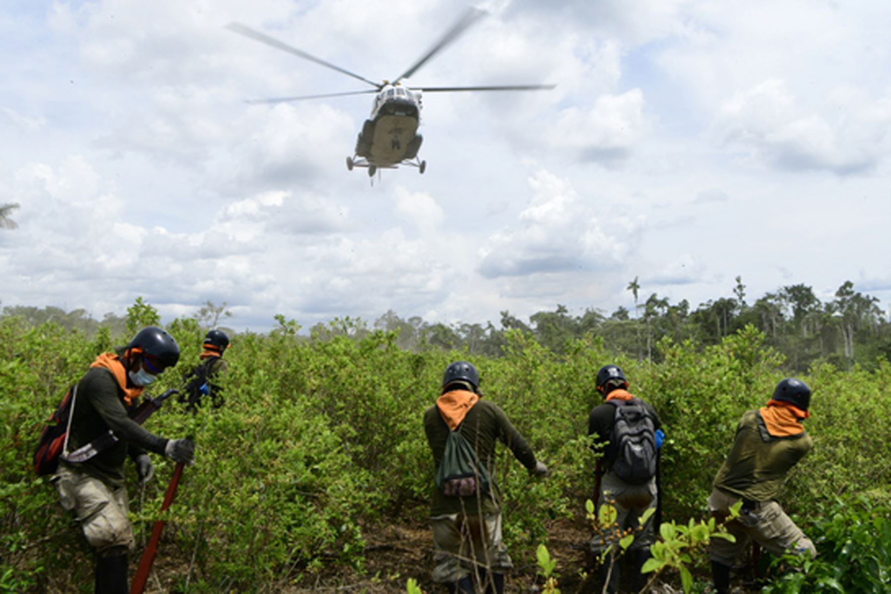 Peru: Over 9,000 ha of illegal coca crops eradicated so far in 2023