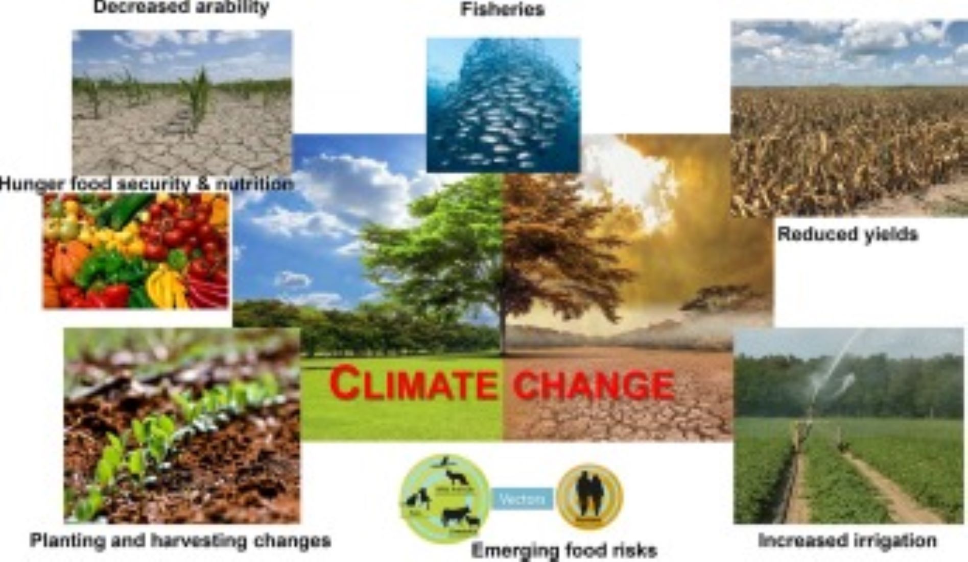 India Attributes Price Fluctuations Of Vegetables To Climate-Related Calamities