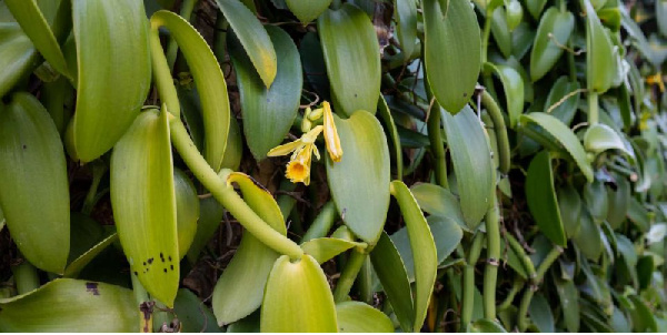 A Sh30 billion scheme launched to boost vanilla farming in Tanzania