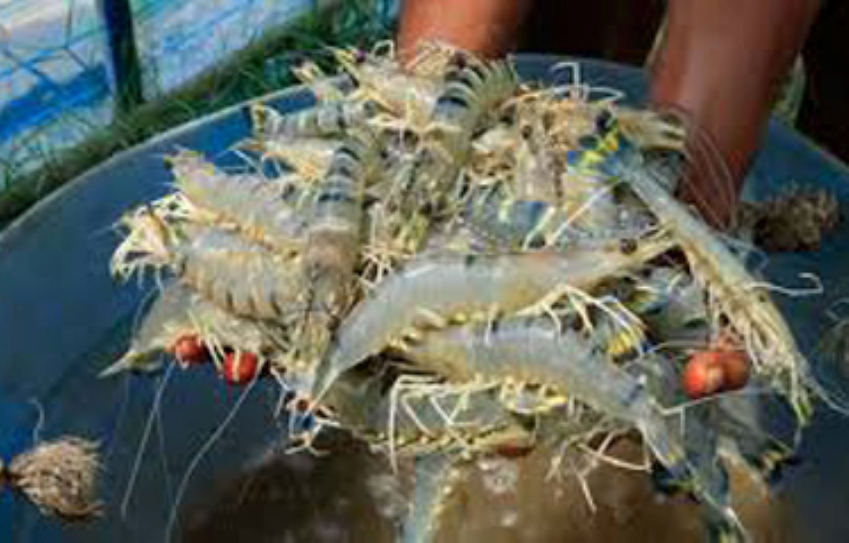 Shrimp Industry Boosts Vietnam’s Seafood Exports