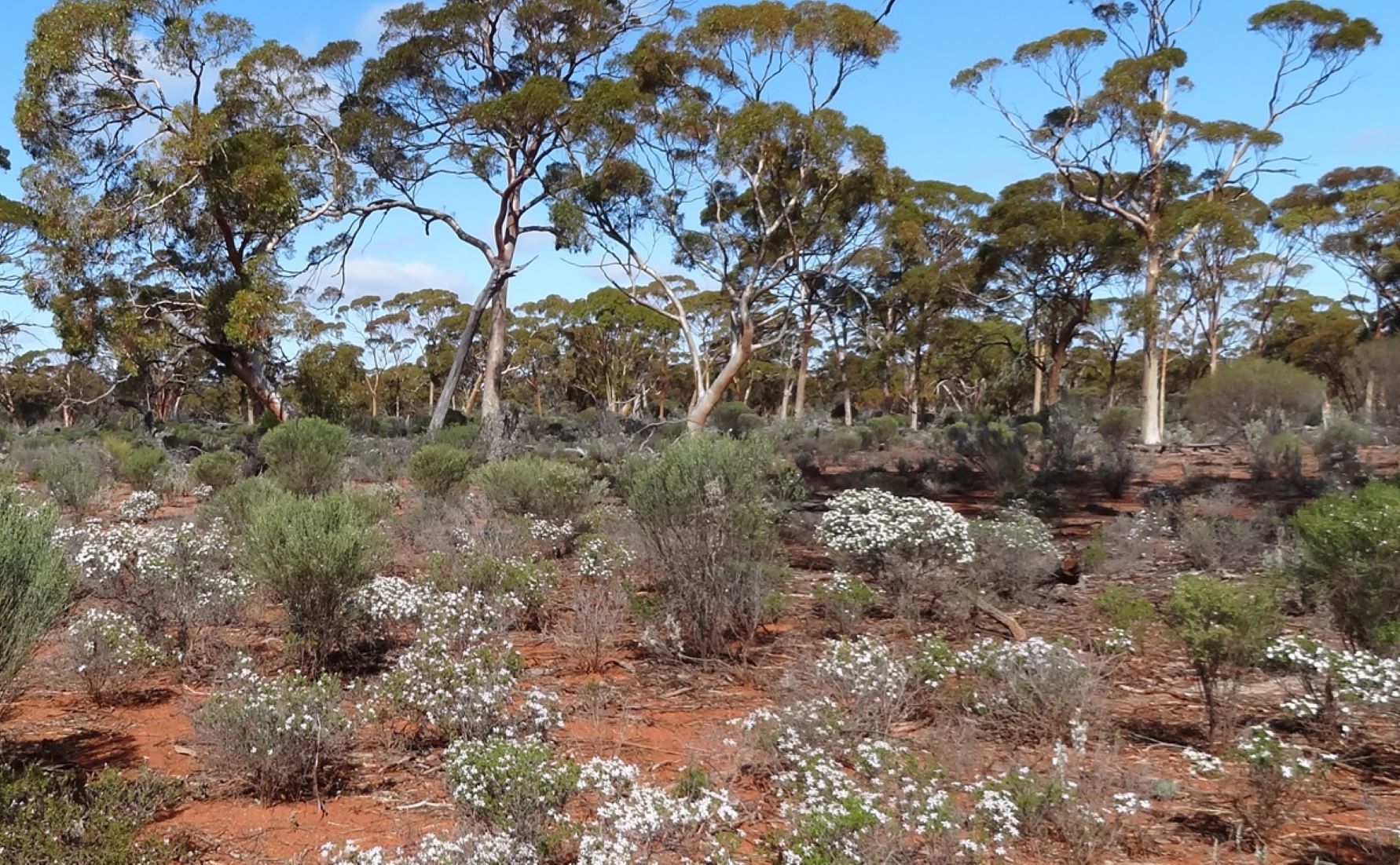 Drought-Resistant Shrub To Help Australian Farmers Survive Dry Winter