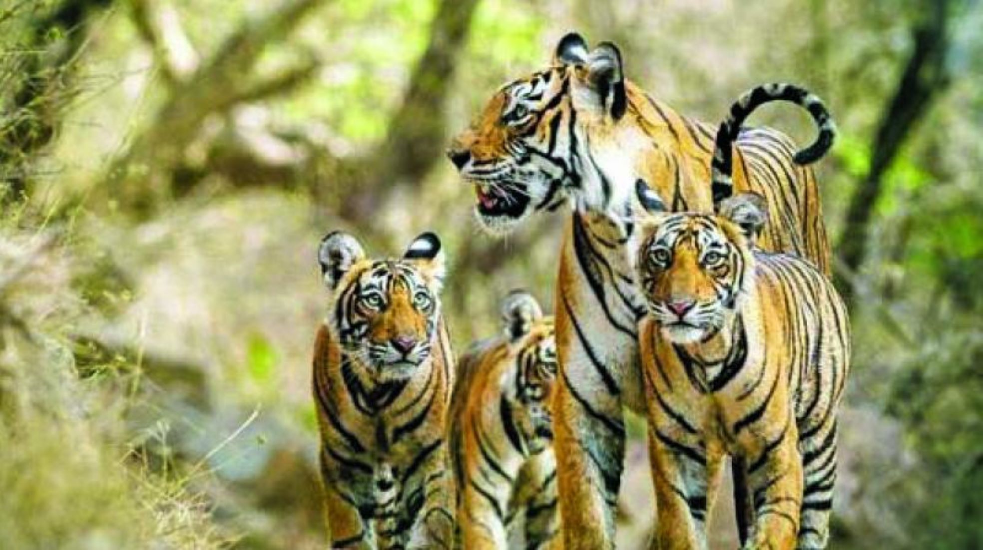 India’s Tigers Count Grows At 6.1 Percent Annually: Ministry