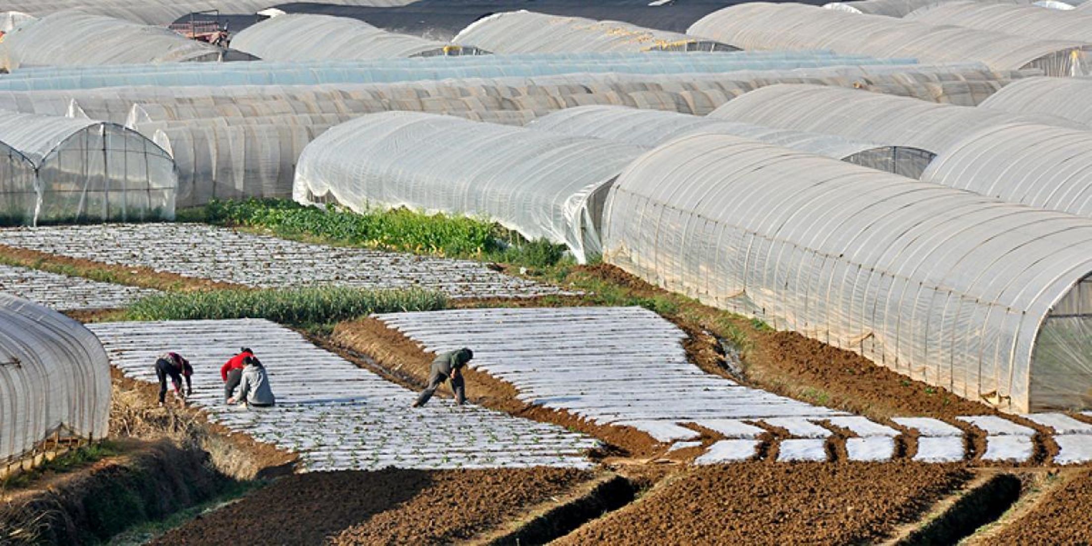 Afghanistan To Become Self-Sufficient In Agriculture