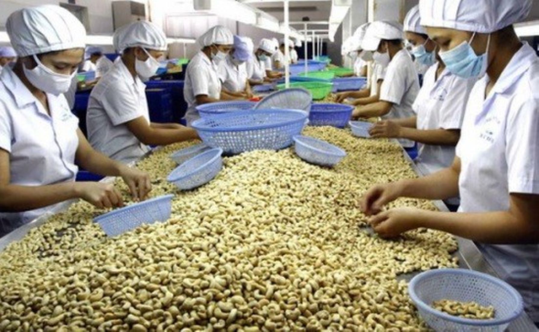 Vietnam Cuts Cashew Export Target Amid Low Demand