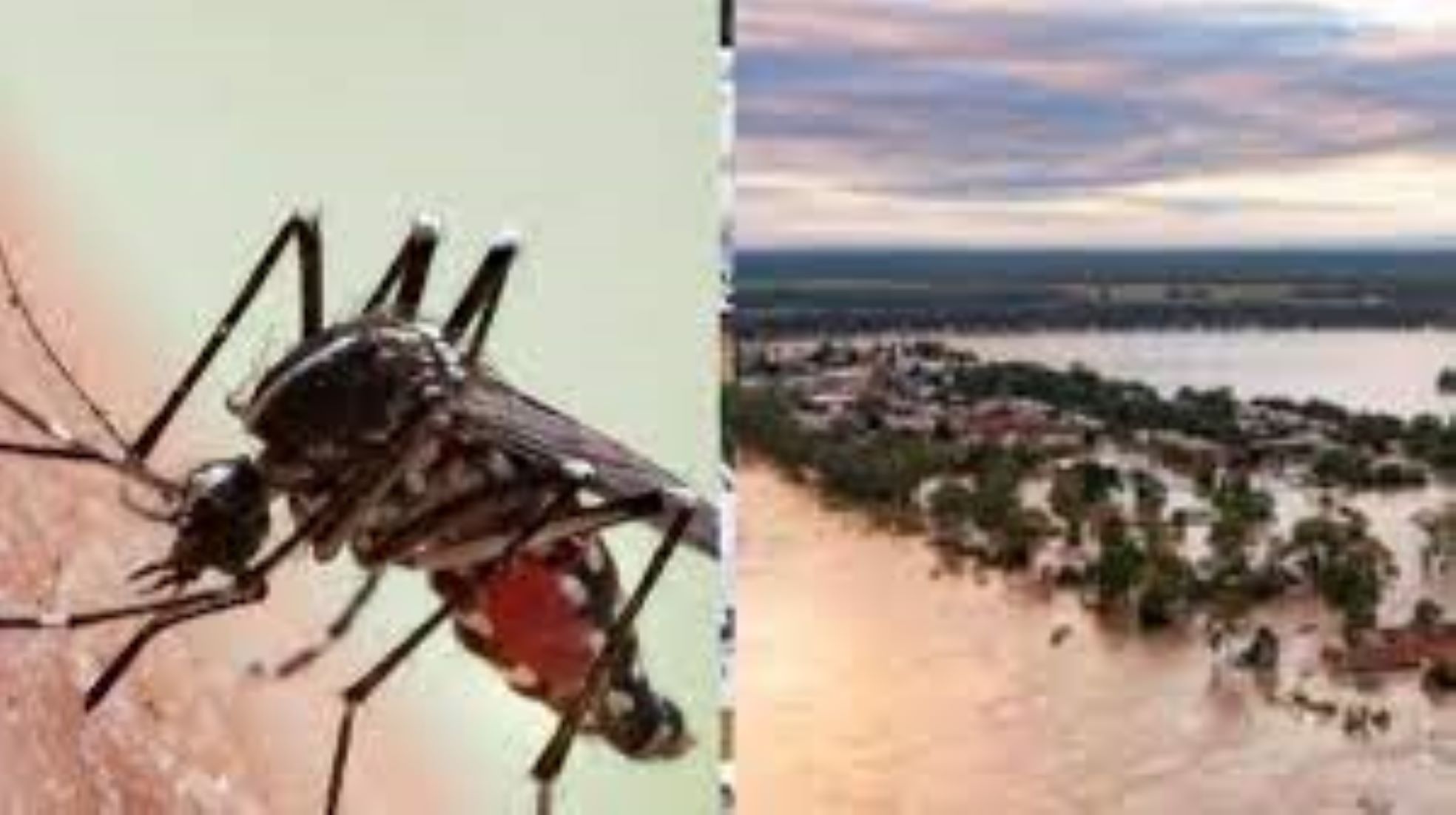 Western Australia Issues Warning Over Murray Valley Encephalitis After Traveller Infected