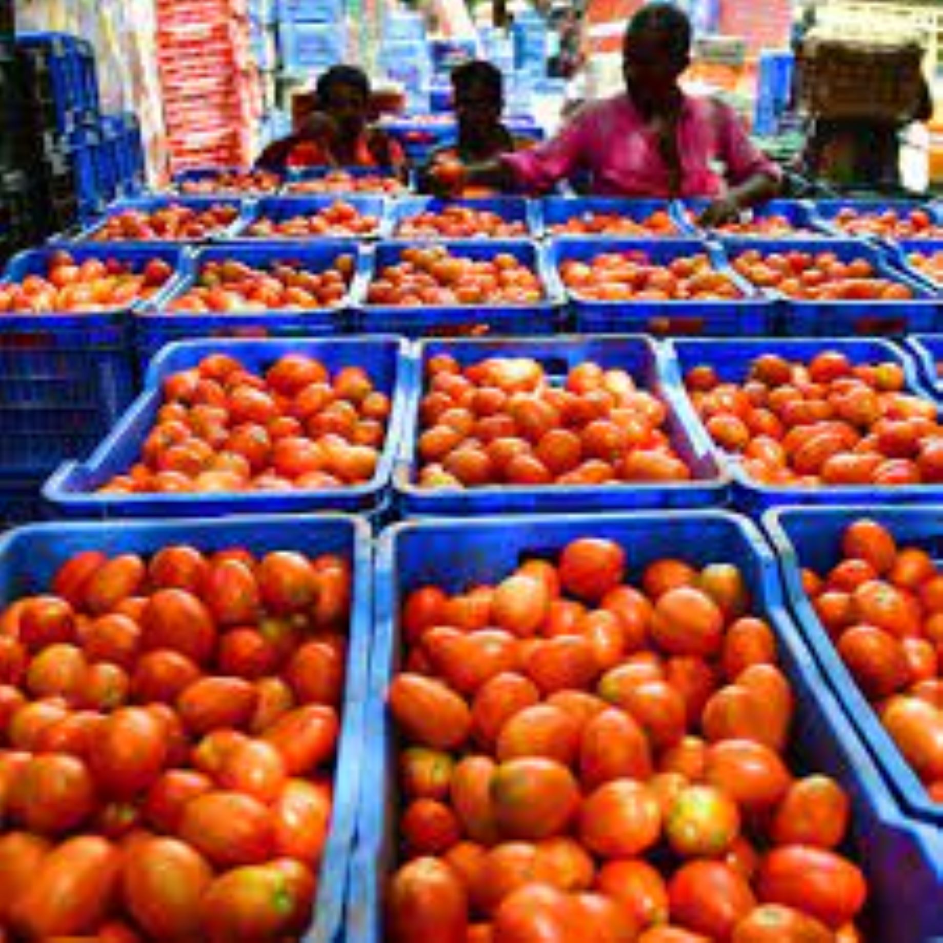 Indian Gov’t Invites Ideas From Public Amid Soaring Tomato Prices