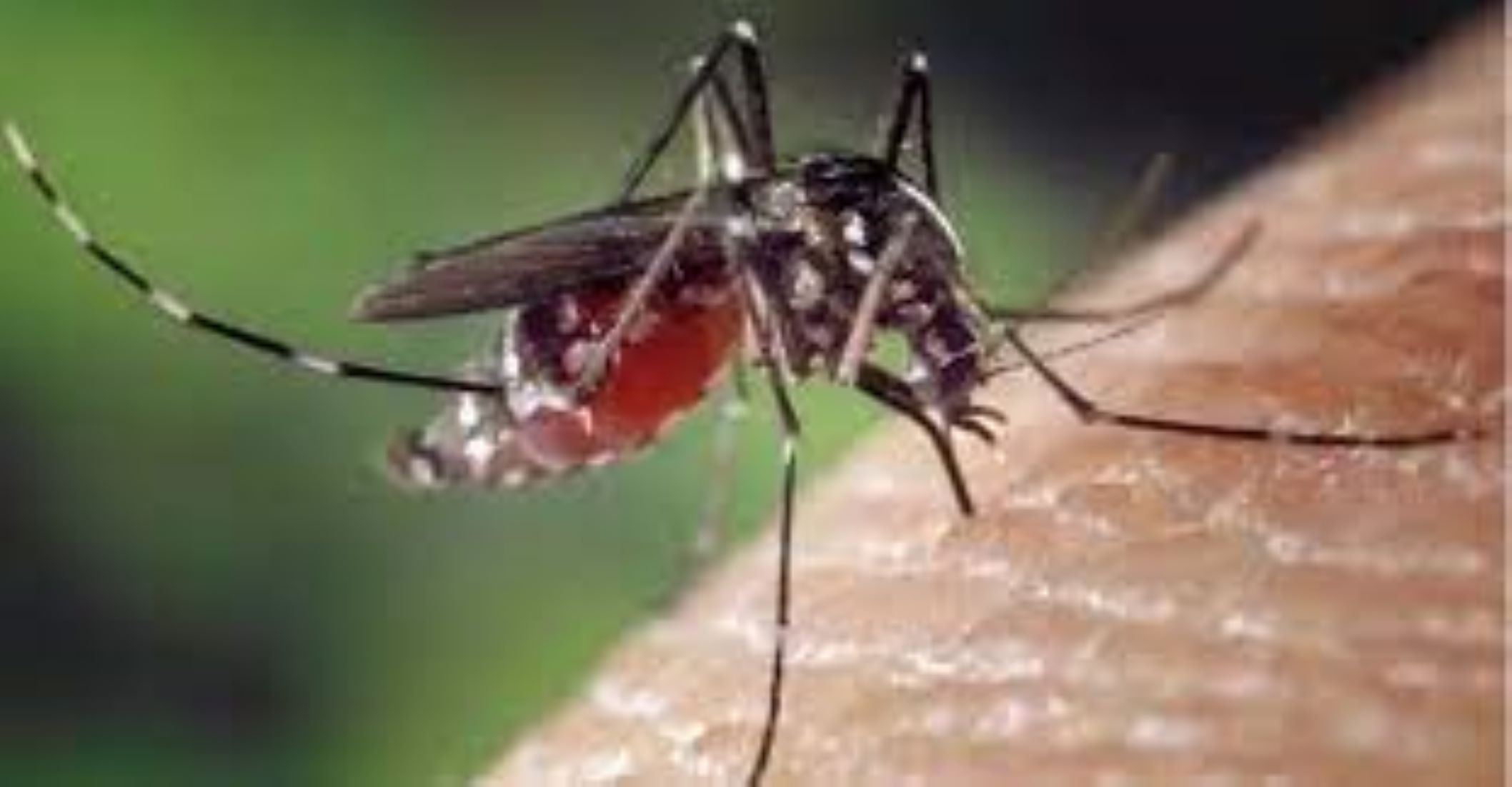 Laos Sees Increase In Dengue Cases In H1