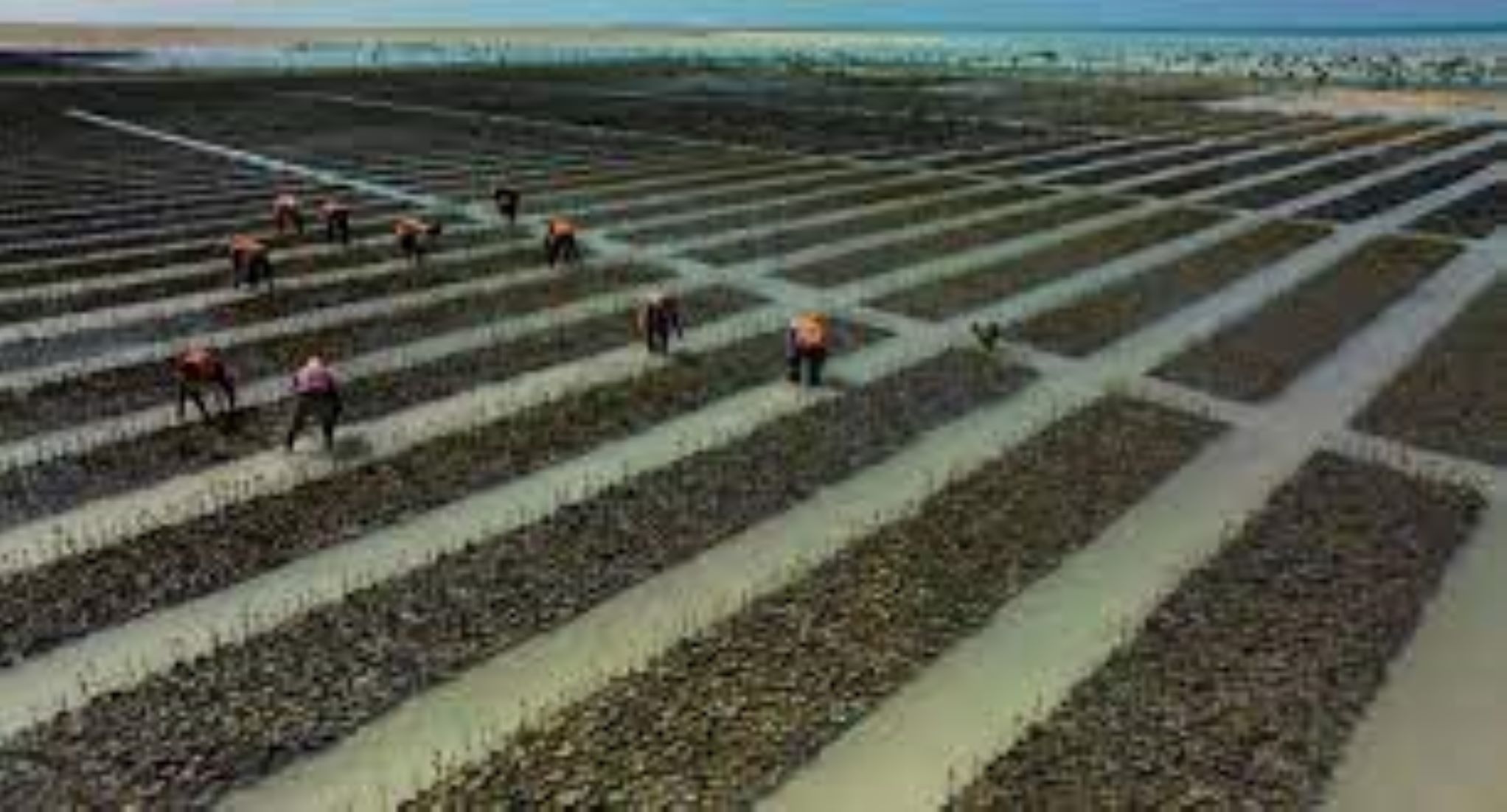 Saudi Arabia Launches Project To Plant 50 Million Mangrove Trees By 2030