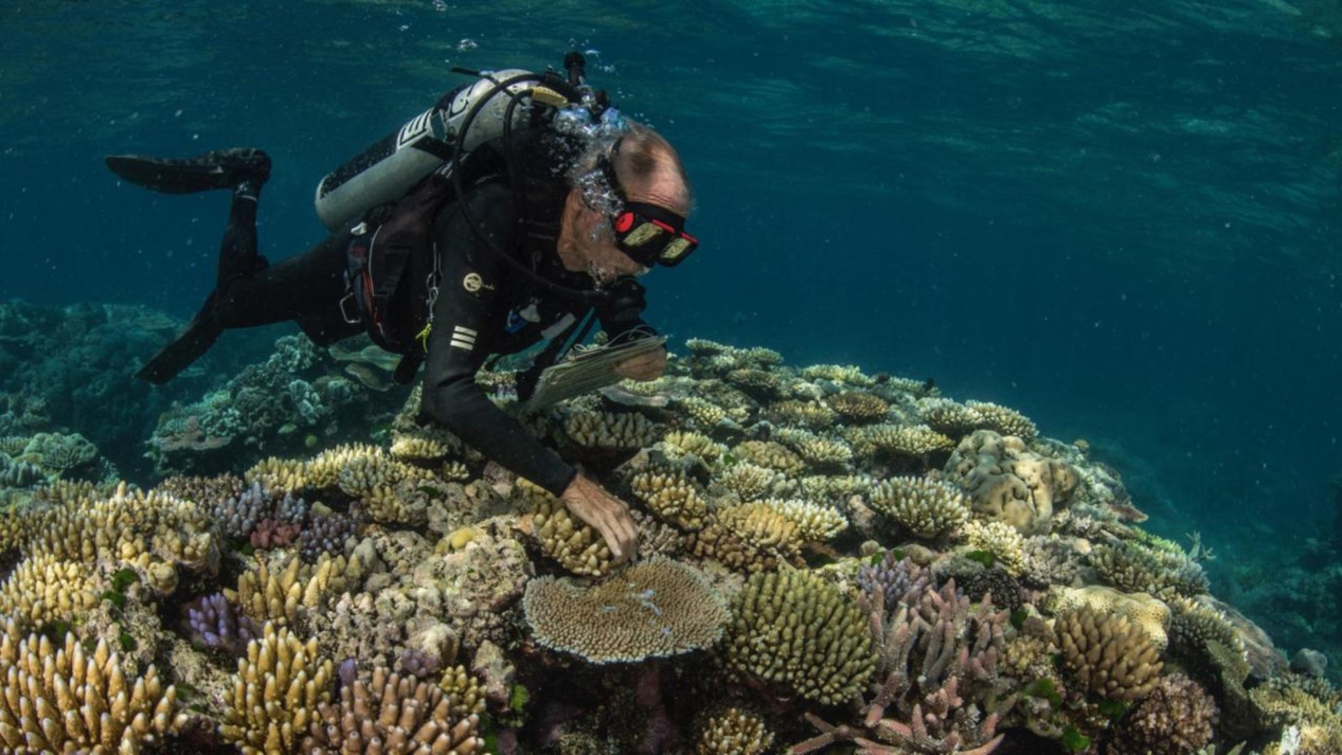 Experts Warn, El Nino Threats Australia’s Great Barrier Reef