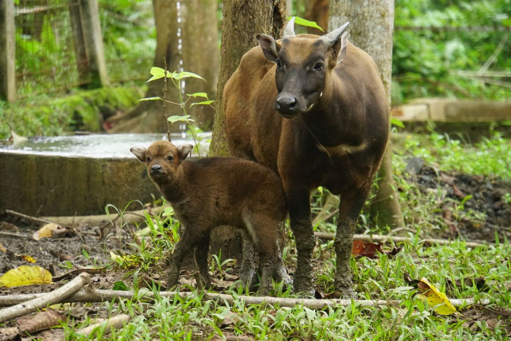 Anoa Calf Born In Indonesia’s North Sulawesi