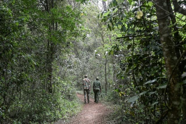 Kenya: Pres Ruto lifts six-year logging ban