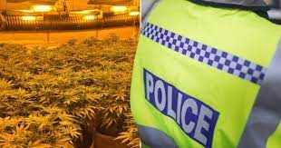 Hundreds charged, cannabis plants seized in biggest UK operation: police