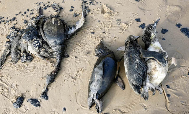 Around 2,000 young penguins wash up dead on Uruguay coast; death a mystery