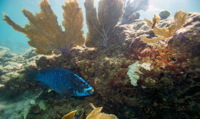 US heatwaves: Florida ocean temperature topped 100F, setting potential record