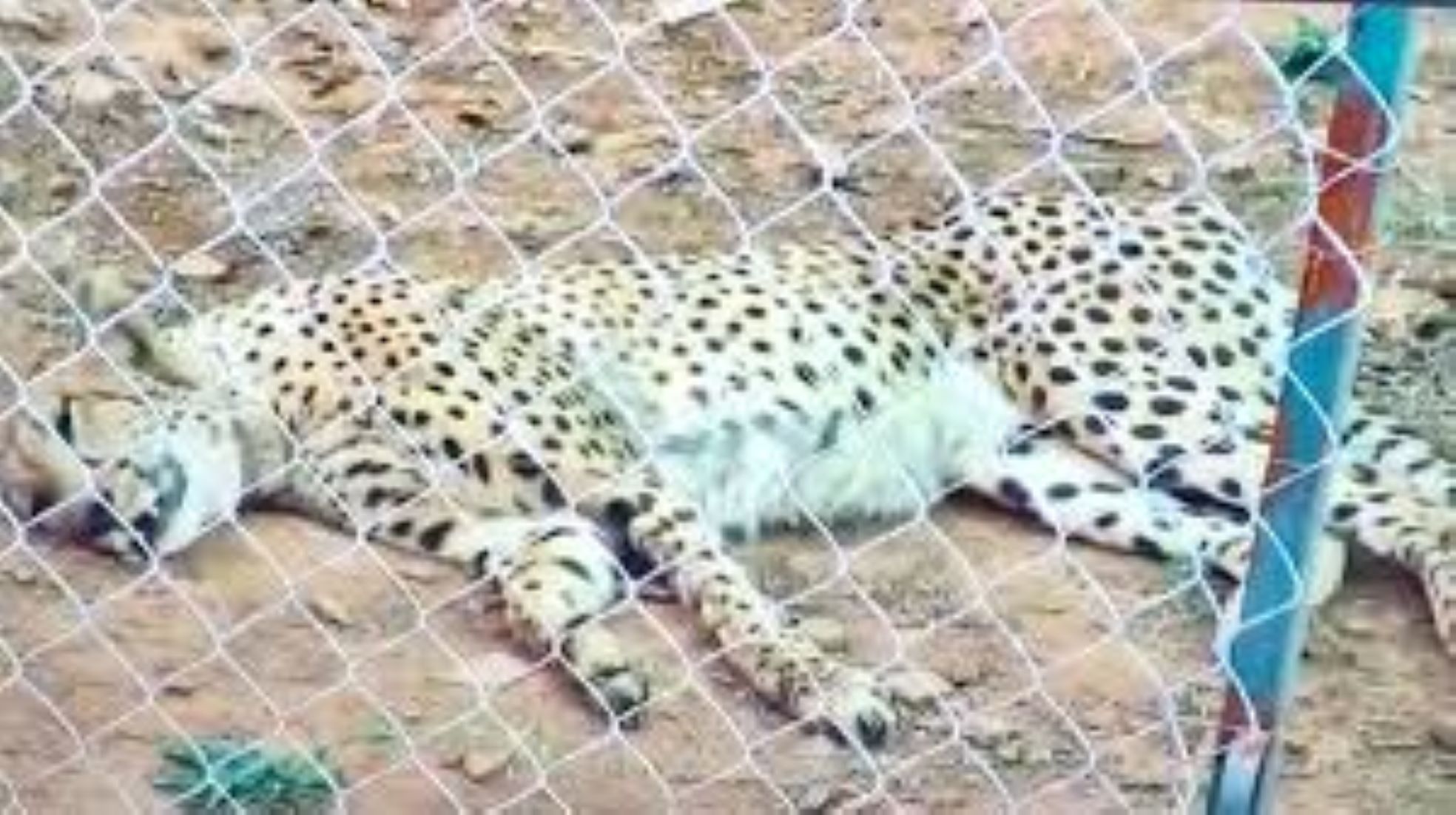 Another Cheetah Dies At National Park In Madhya Pradesh