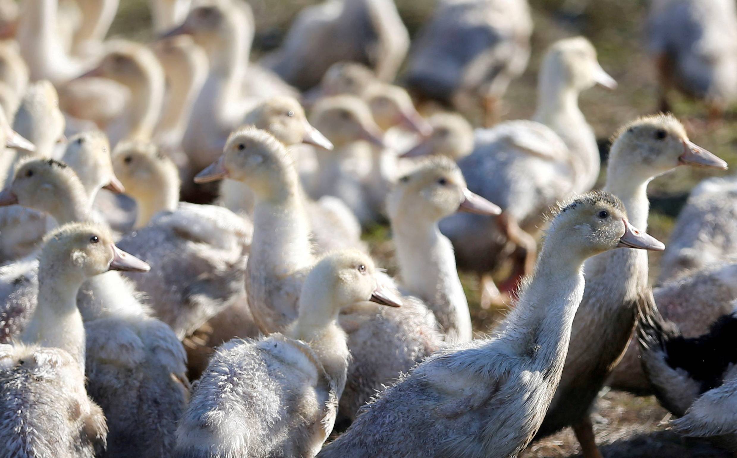 Bird flu outbreaks in animals pose risk to humans:UN