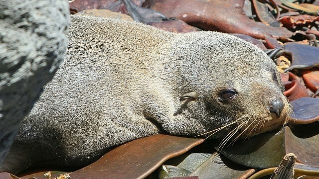 Sea lion hunting season opens in Namibia