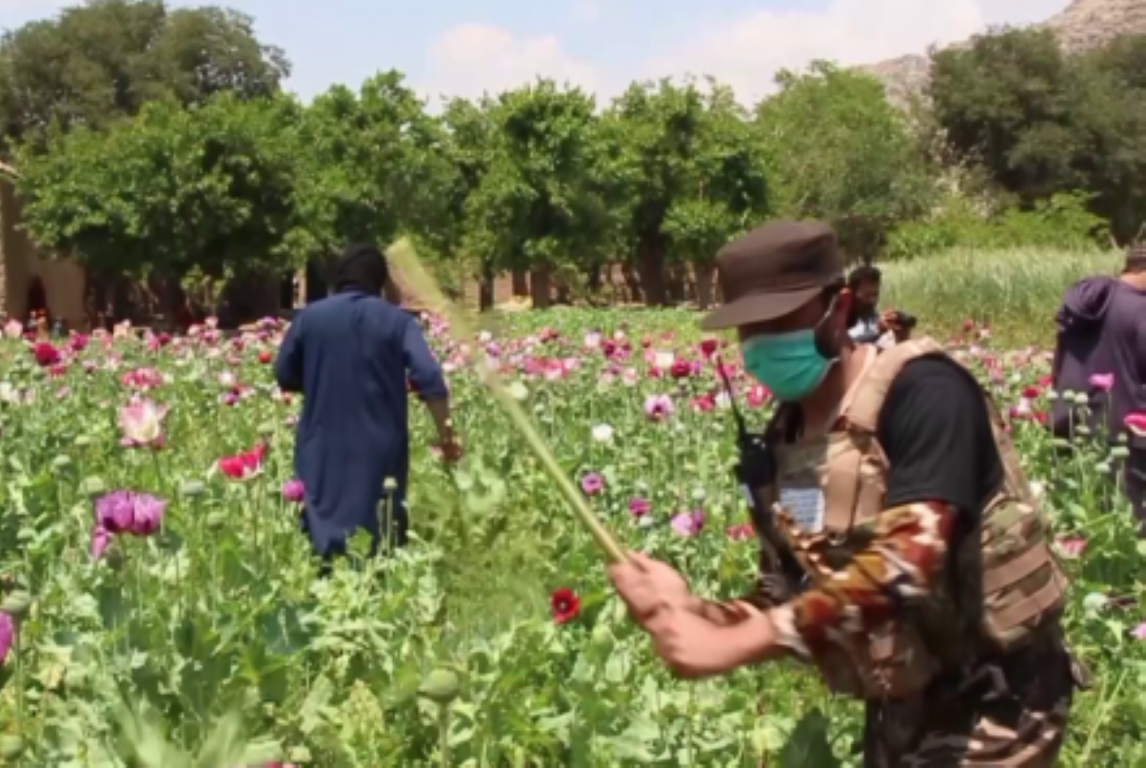 Police Destroyed Poppy On 40,000 Acres Of Land In Afghanistan