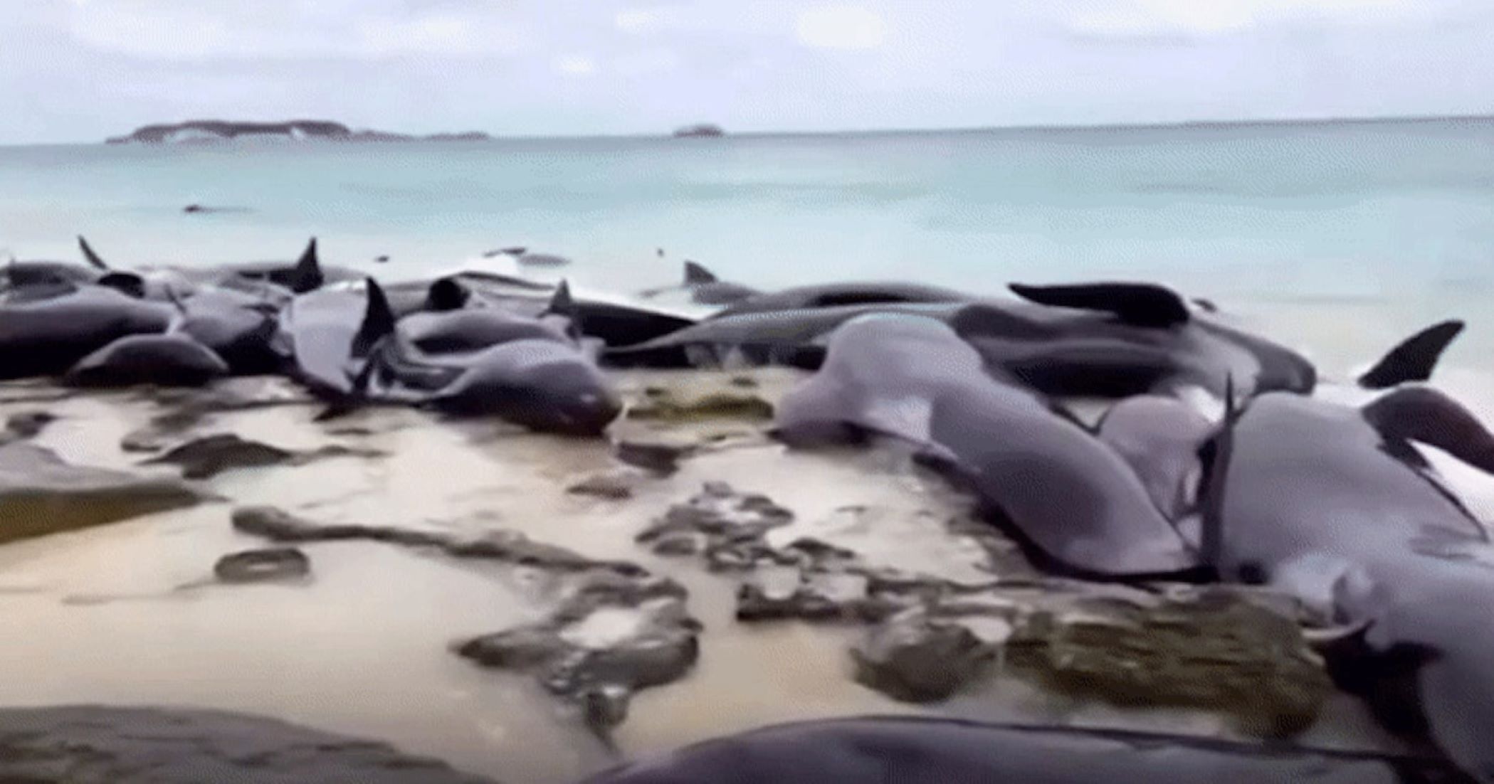 51 Stranded Whales Died Overnight In Western Australia