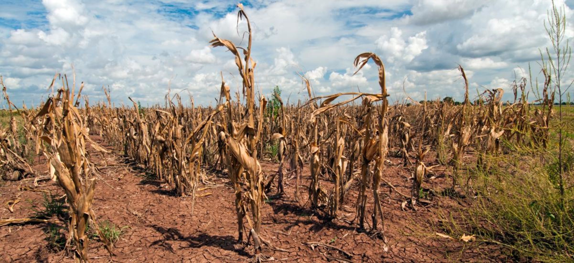 Sri Lanka To Estimate Damage Caused By Drought To Agriculture