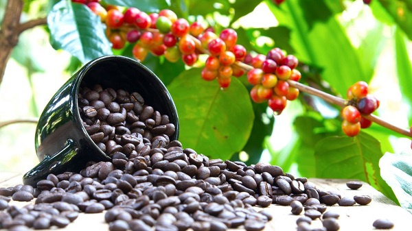 African countries to reap from global coffee value chain