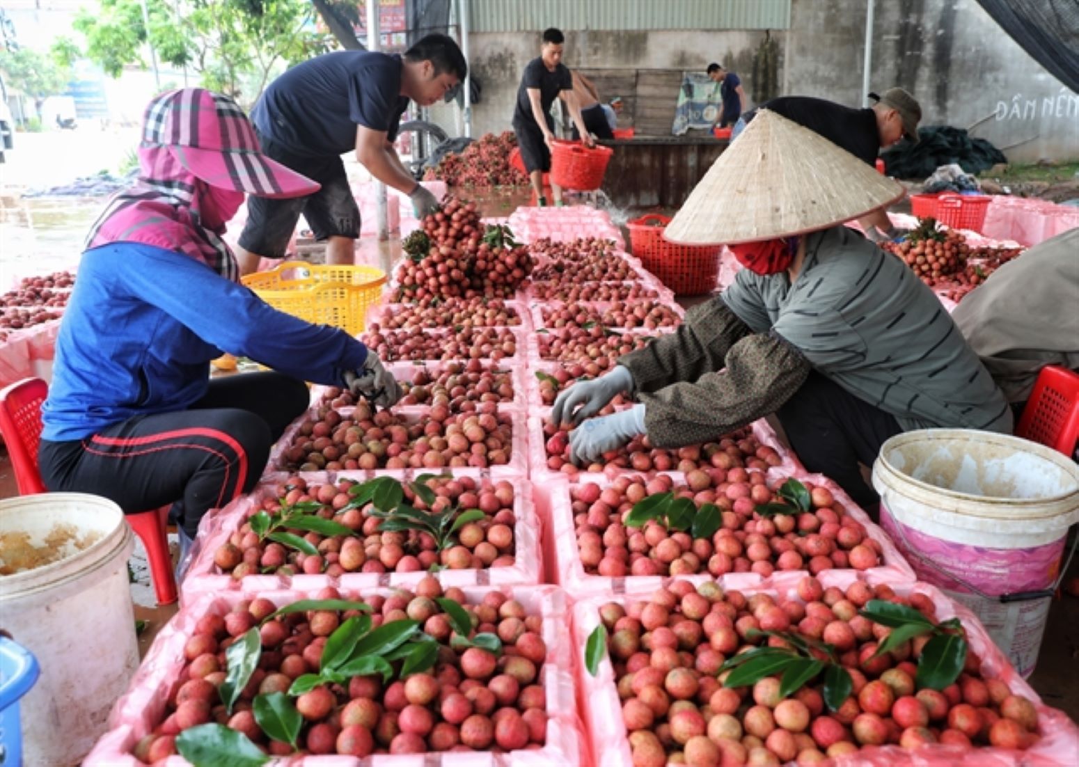 Vietnam To Tighten Management Of Planting Areas To Improve Agriculture Exports