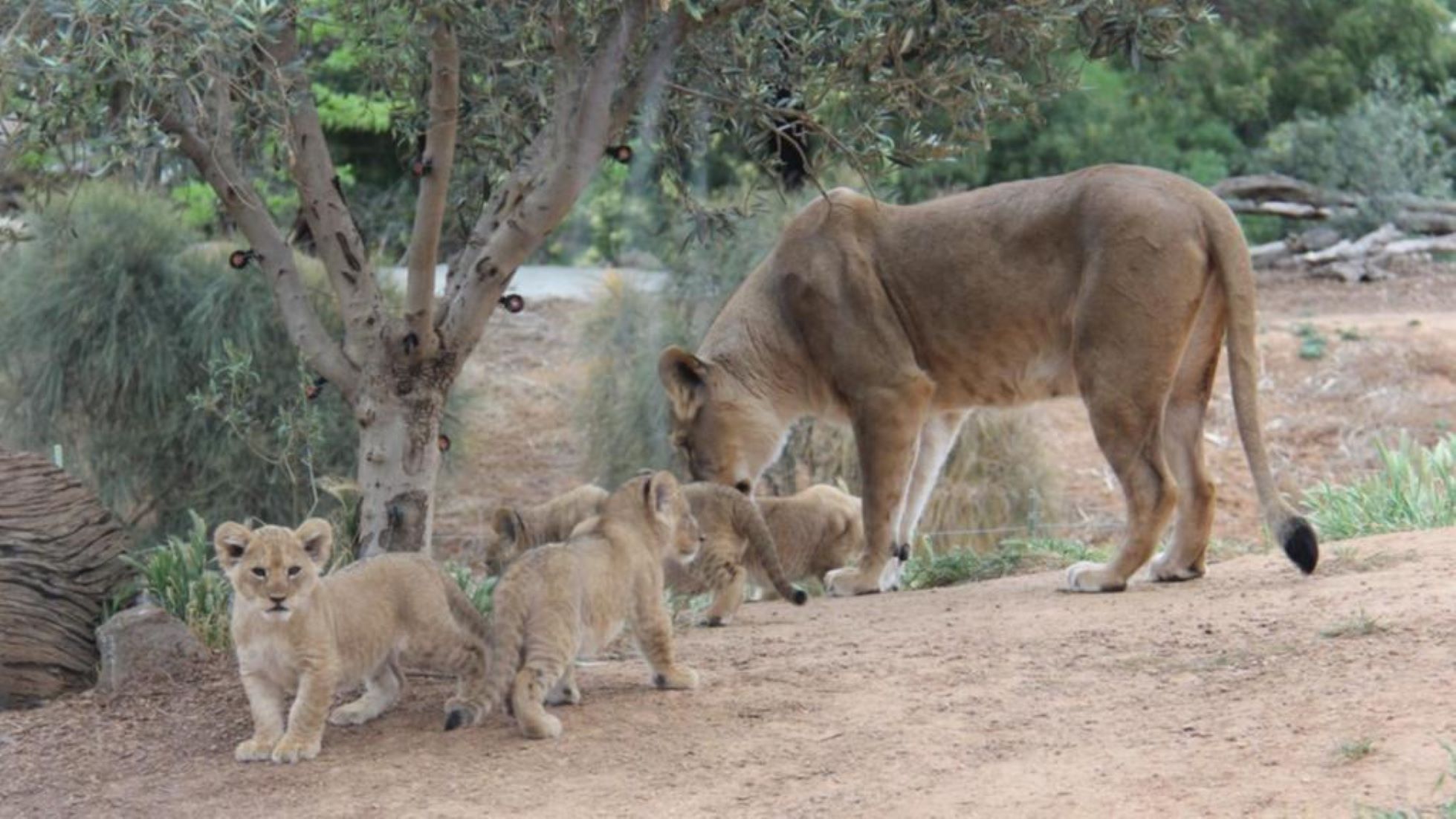 10-Week-Old Lion Trio Get Names At Australia Zoo From Over 360,000 Votes