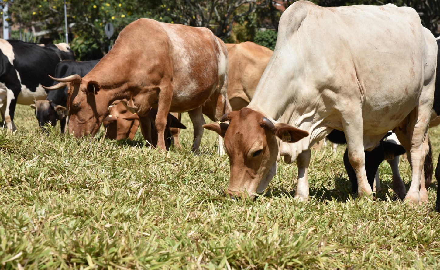 Mozambique needs 800,000 doses of vaccine against Foot-and-Mouth Disease