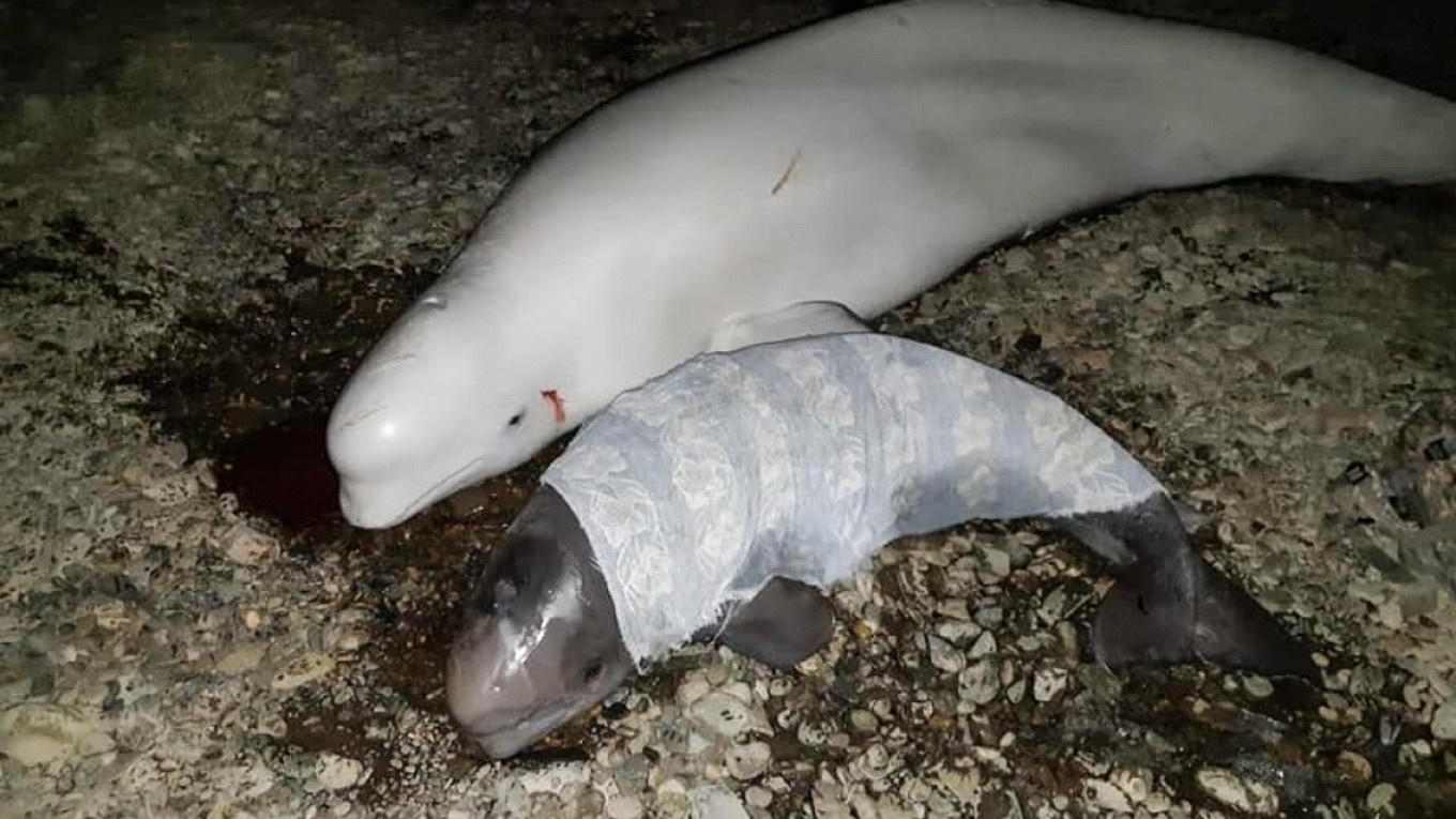 Fishermen rescue stranded beluga family in Russia’s Far East