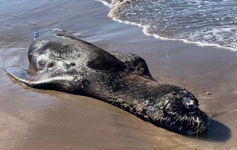 Argentina: Three more sea lions confirmed to have died of bird flu