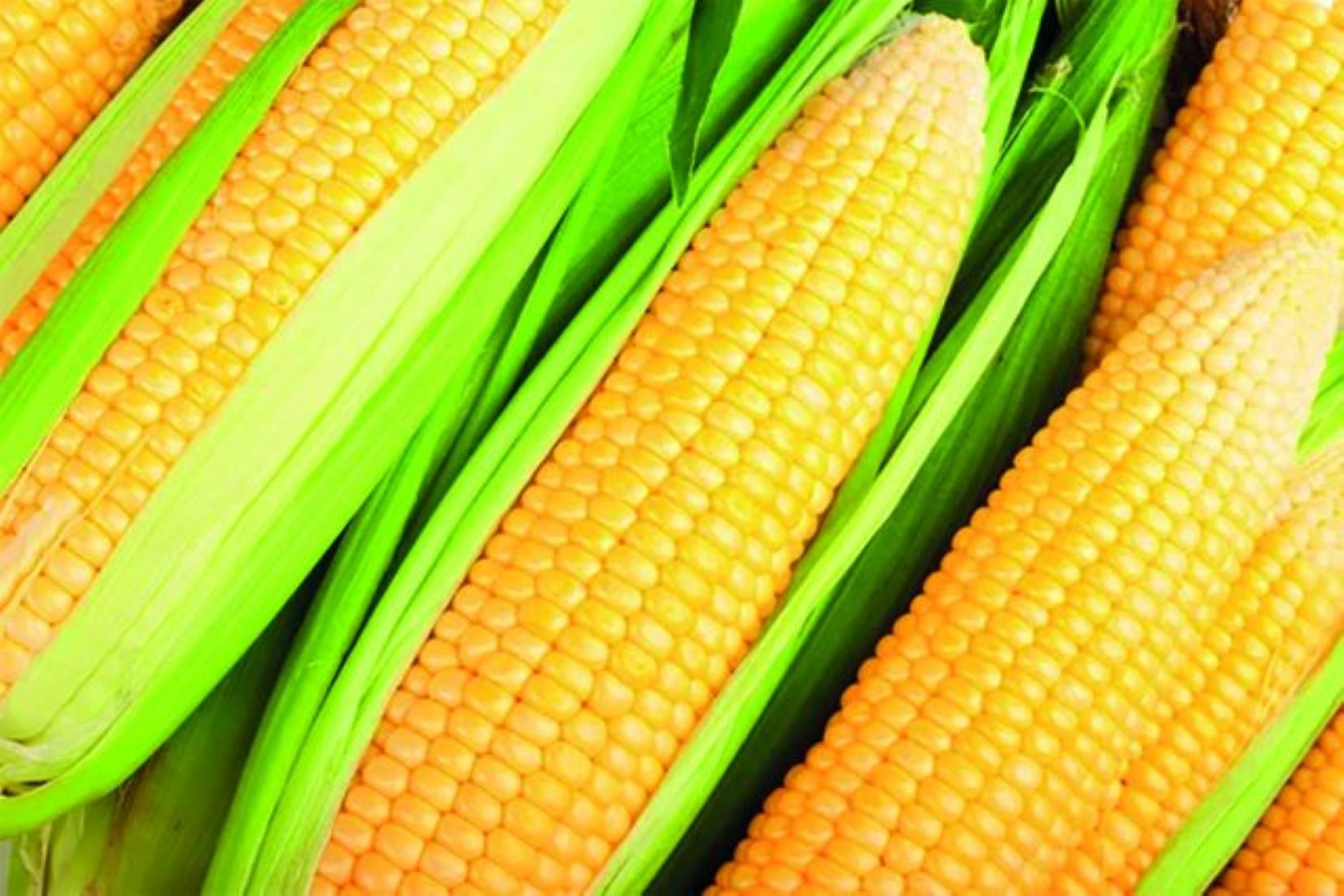 Myanmar Exported Over 800,000 Tonnes Of Corn In Four Months Of 2023-24 FY