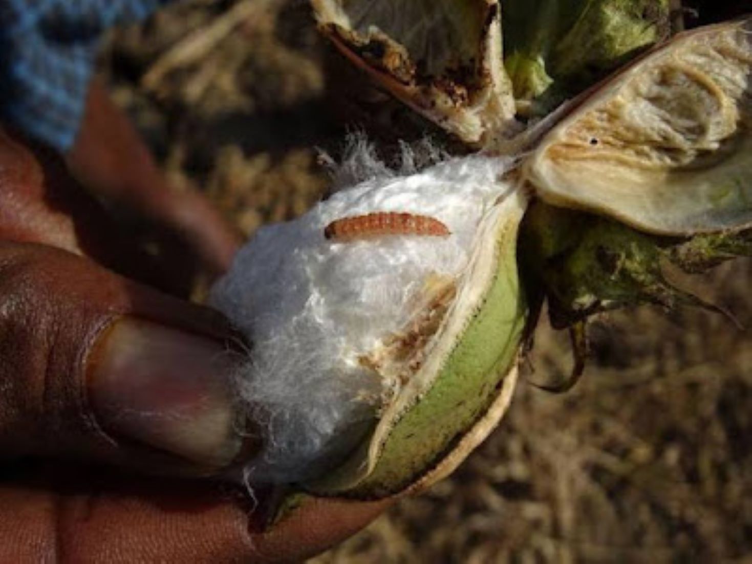 Pink Bollworm Threatens Cotton Fields In India’s Punjab