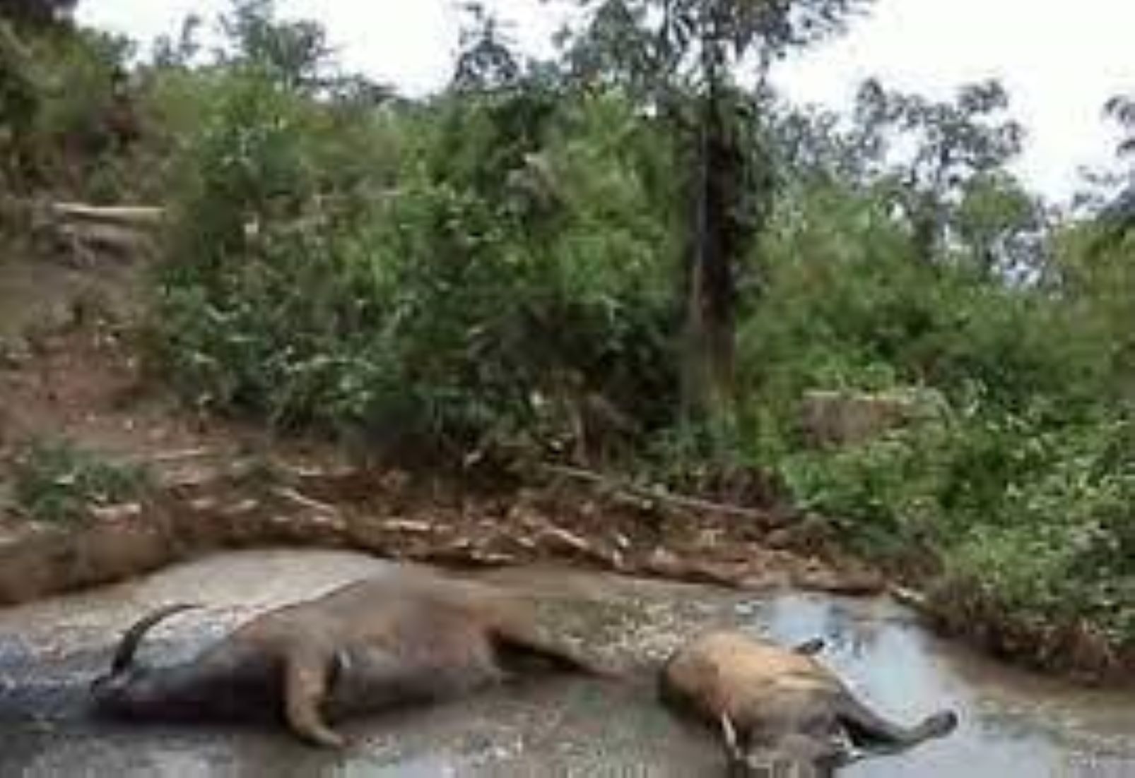 Cattle Die Of Unknown Disease In Northern Myanmar