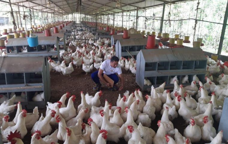 Avian flu: Contingency protocols activated in Ecuador